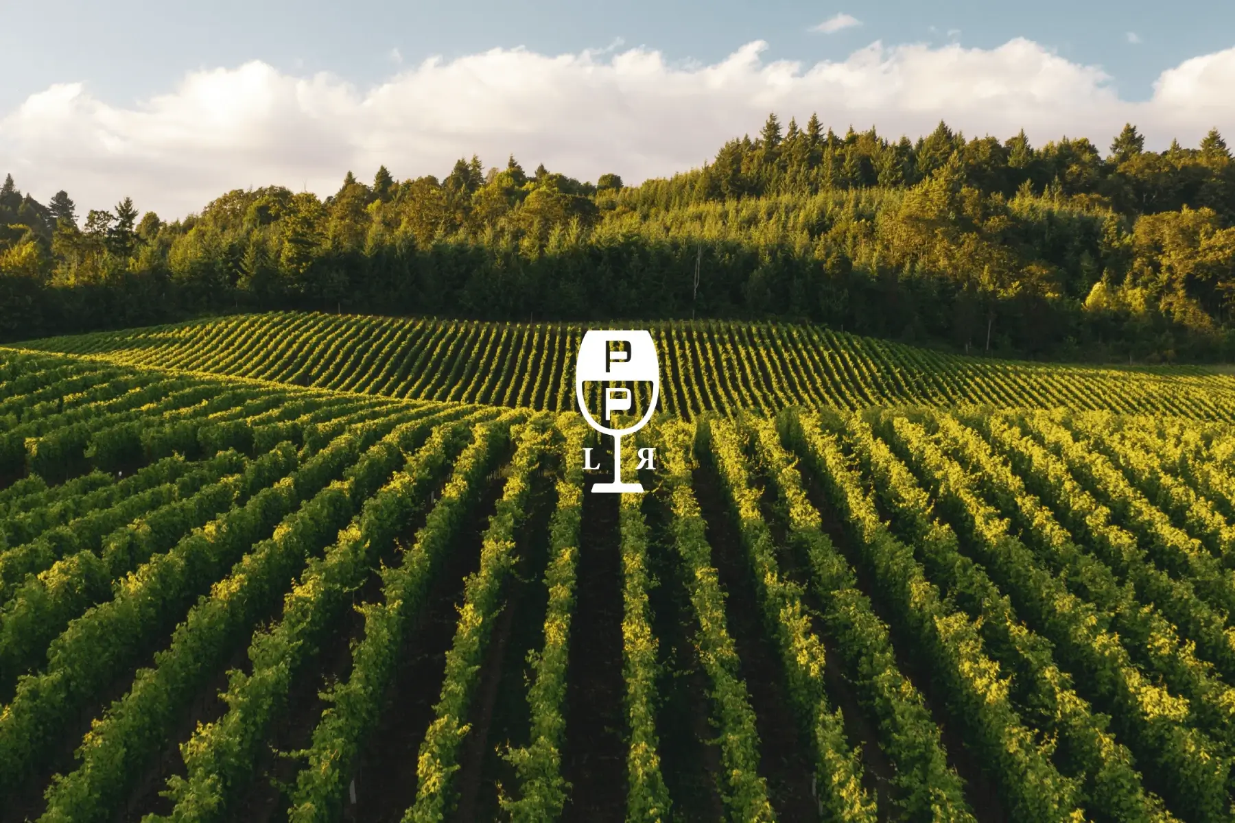 Pepe Palermo logo icon over vineyard landscape at golden hour.